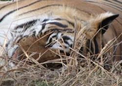 Tiger at Ranthambore NP (Exhibit presented by Monika Fiby, ZooLex) *© ZooLex, 2013 