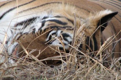 Tiger at Ranthambore NP (Exhibit presented by Monika Fiby, ZooLex) *© ZooLex, 2013 