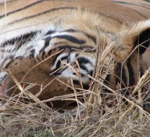 Tiger at Ranthambore NP (Exhibit presented by Monika Fiby, ZooLex) *© ZooLex, 2013 